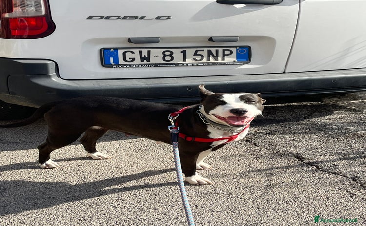 Pitbull cani - Annuncio 1