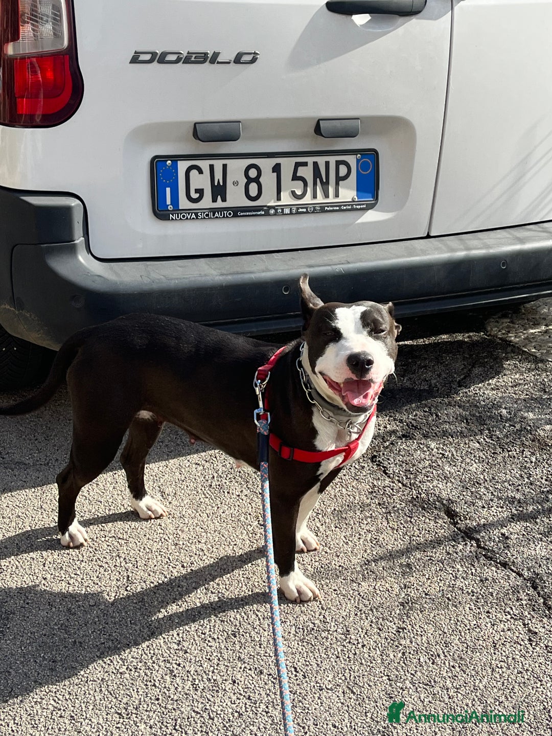 Pitbull cani in regalo: Regalo Trovatella Pitbull  - Annuncio 1