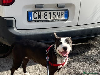 Pitbull cani Regalo Trovatella Pitbull - Annuncio 9