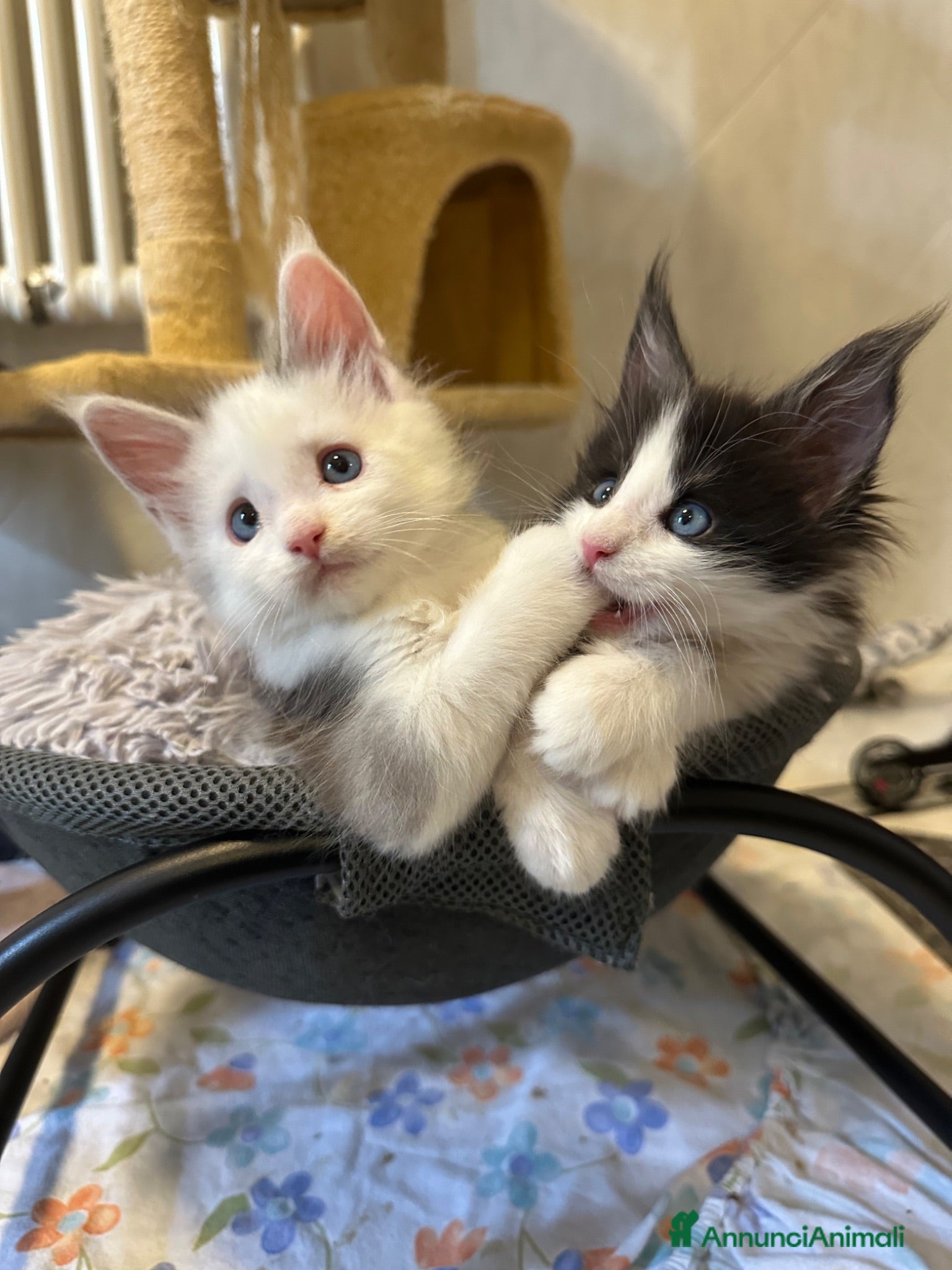 Maine Coon gatti Mainecoon - Annuncio 22