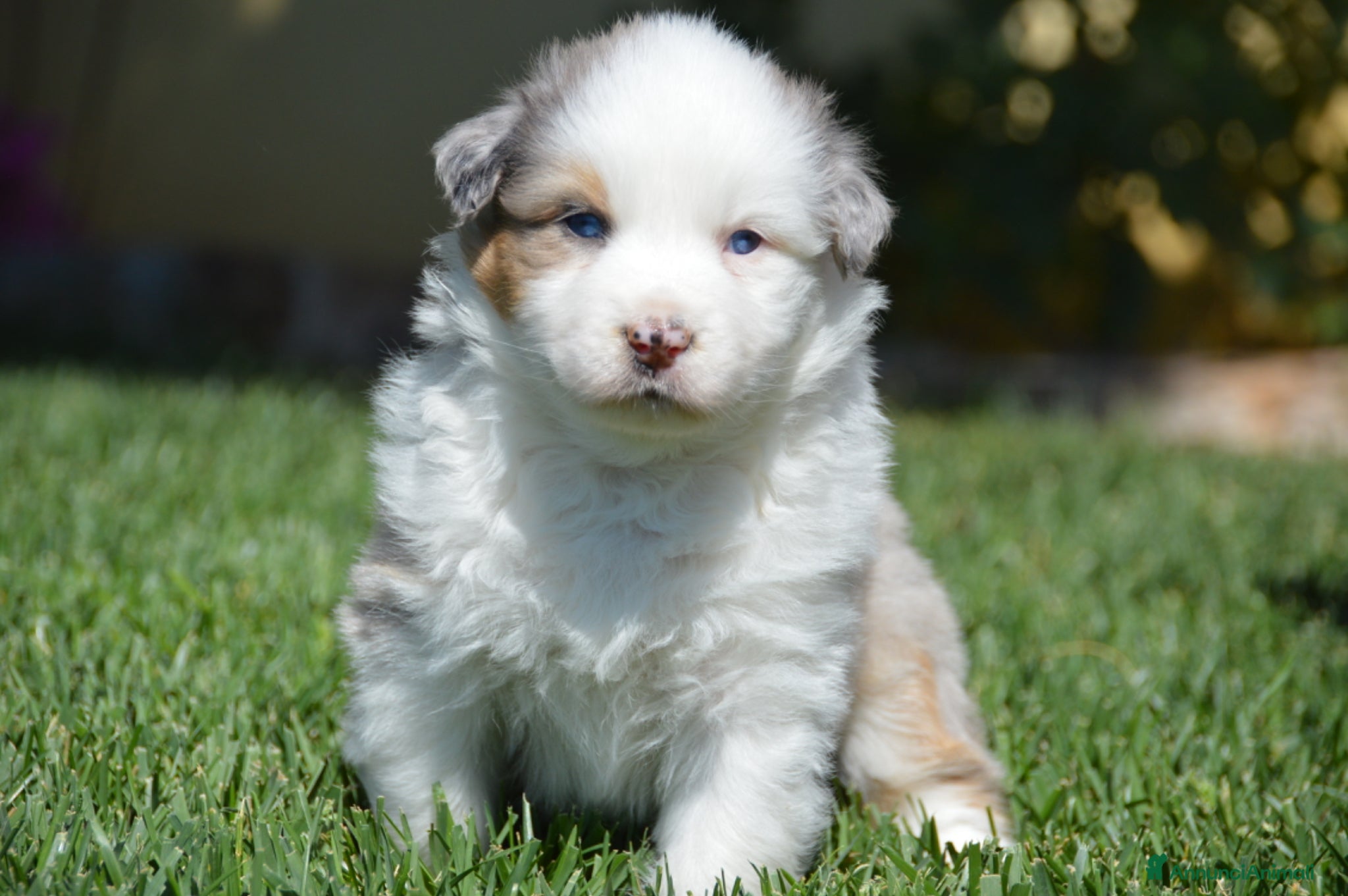 Australian Shepherd cani Cucciole Australian Shepherd - Annuncio 3