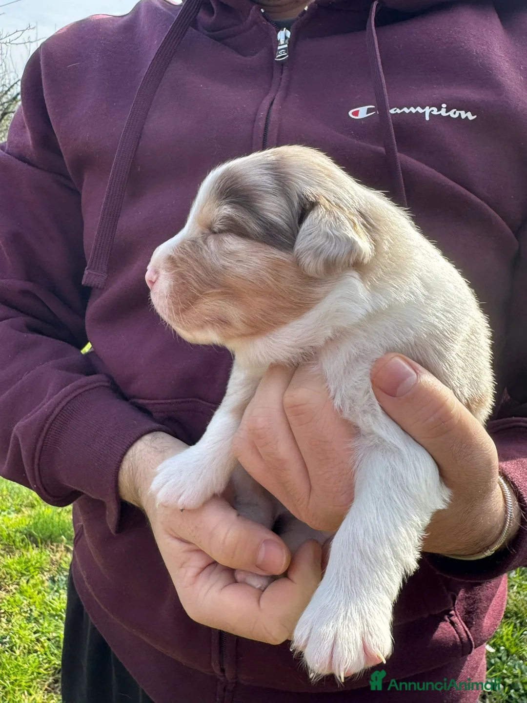 Australian Shepherd cani in vendita: Vendesi Cuccioli di Pastore Australiano  RED MERLE - Annuncio 8