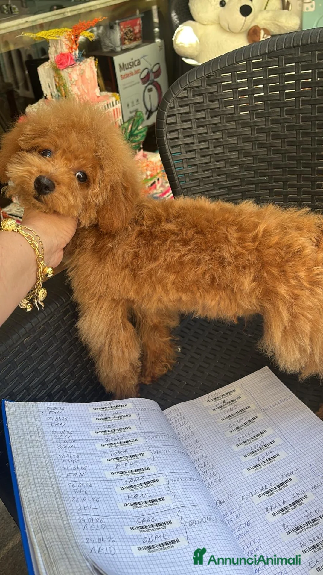 Barboncino Toy cani in vendita: Barboncino Toy al limite  a Provincia di Savona - Annuncio 5