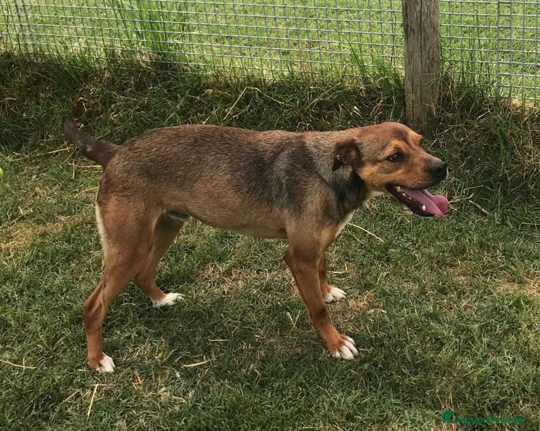 Meticcio cani in regalo: Mango, il cagnolino che si mette in posa  - Annuncio 4
