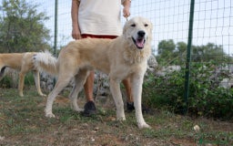 Meticcio cani in regalo: Patrick, il capolavoro! a Città Metropolitana di Bari - Immagine 6