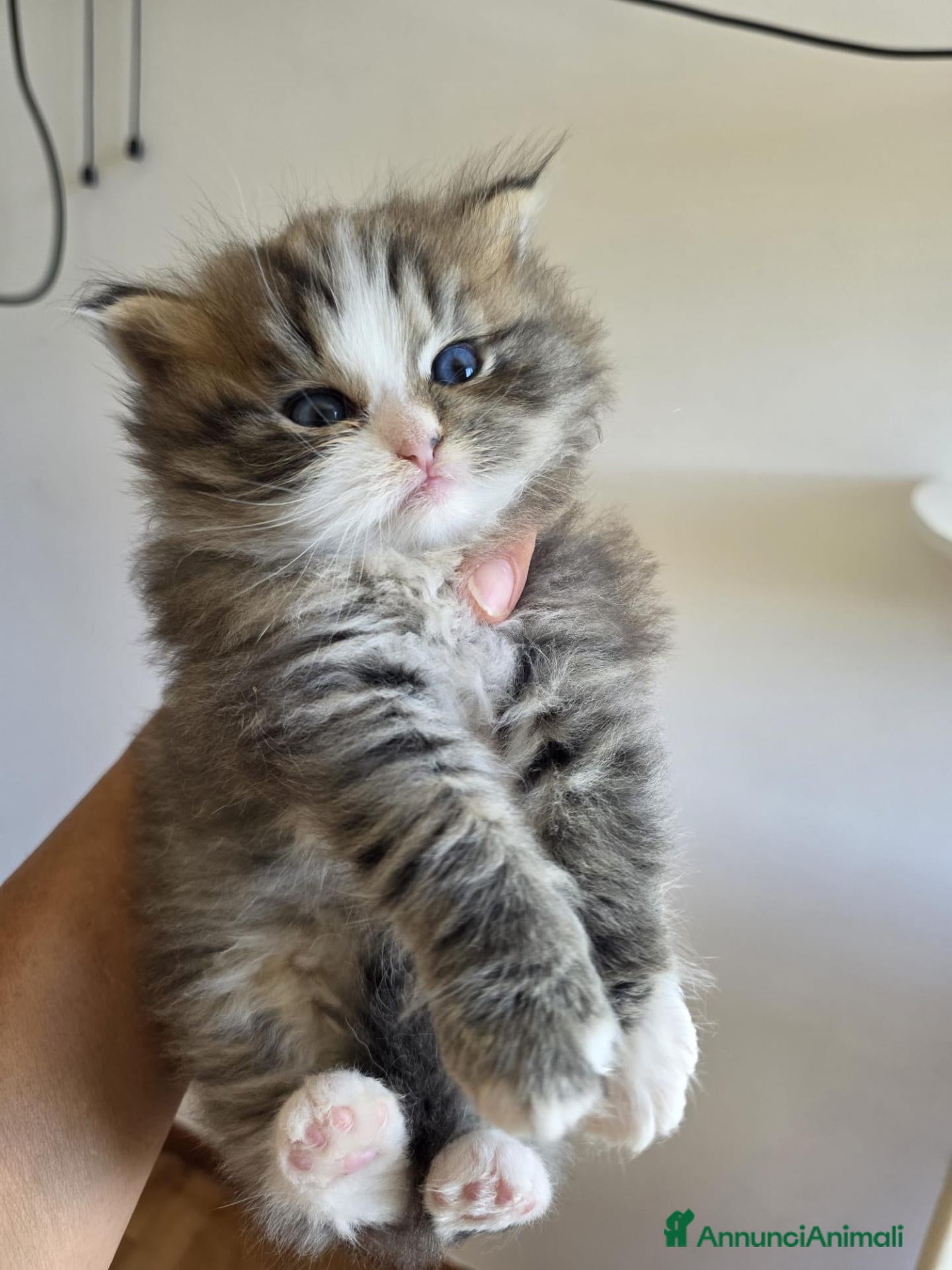 Siberiano gatti Cuccioli di gatto siberiano - Annuncio 1