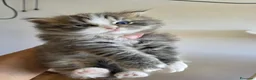 Siberiano gatti in vendita: Cuccioli di gatto siberiano - Annuncio 1