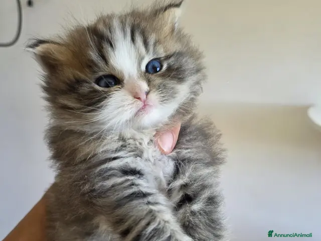 Siberiano gatti in vendita: Cuccioli di gatto siberiano - Annuncio 1