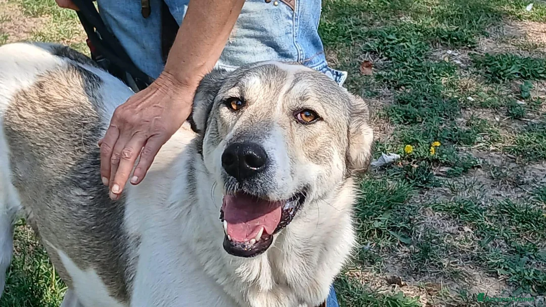 Meticcio cani in regalo: MERAVIGLIOSA BELLA, INCROCIO CAUCASO CERCA CASA - Annuncio 2