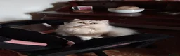 Persiano gatti in vendita: ULTIMO CUCCIOLO DI PERSIANO DOLLFACE - Annuncio 3