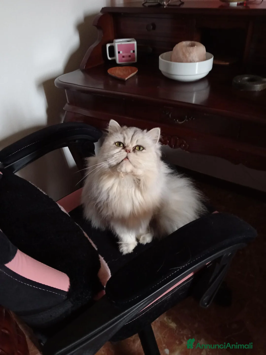 Persiano gatti in vendita: ULTIMO CUCCIOLO DI PERSIANO DOLLFACE - Annuncio 3