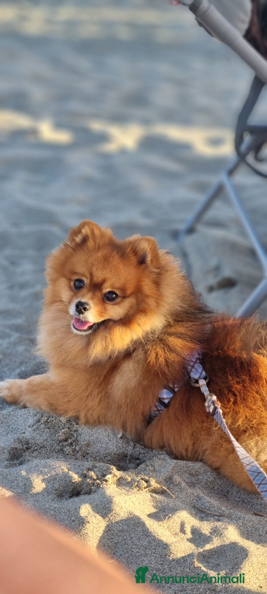 Spitz cani Un cavaliere senza titolo ma dall'anima reale - Annuncio 4