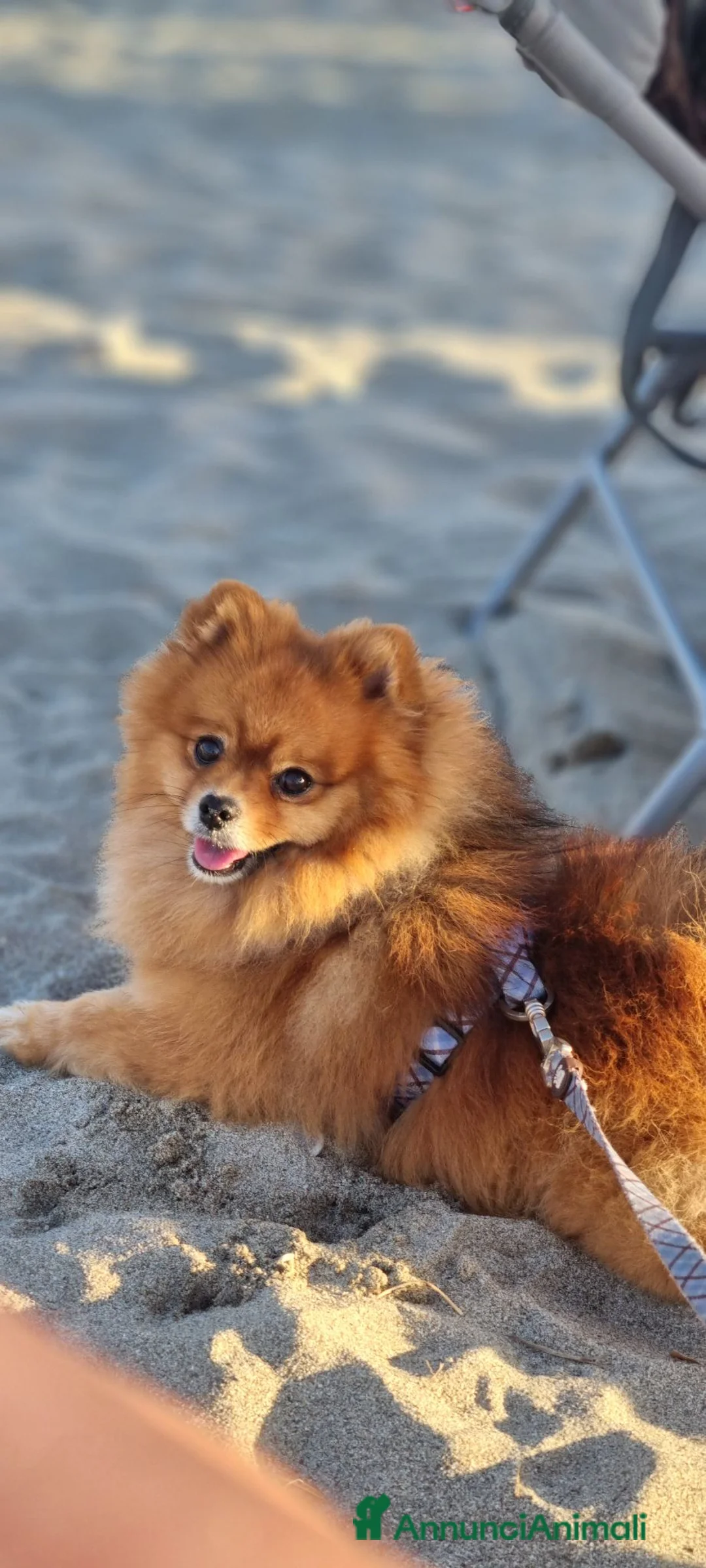 Spitz cani per accoppiamento: Un cavaliere senza titolo ma dall'anima reale a Provincia di Modena - Annuncio 1