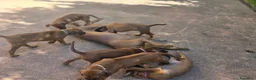 Rhodesian Ridgeback cani in vendita: Rhodesian Ridgeback da privato - femmina - Annuncio 6