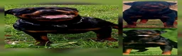 Rottweiler cani in vendita: Cuccioli rottweiler  - Annuncio 1