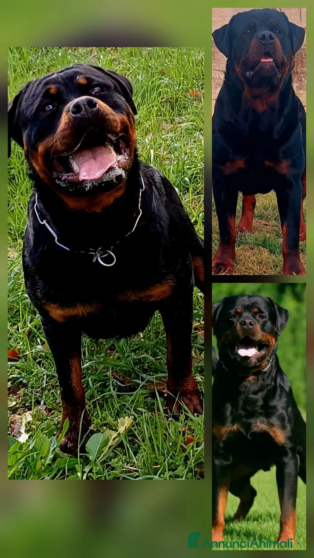 Rottweiler cani in vendita: Cuccioli rottweiler  - Annuncio 1