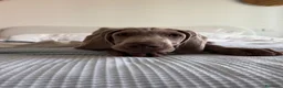 Weimaraner cani in vendita: Cucciolo di Weimaraner - Annuncio 4
