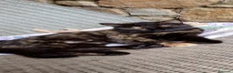 Altre razze gatti in regalo: Gattina tigrata dolcissima - Annuncio 2