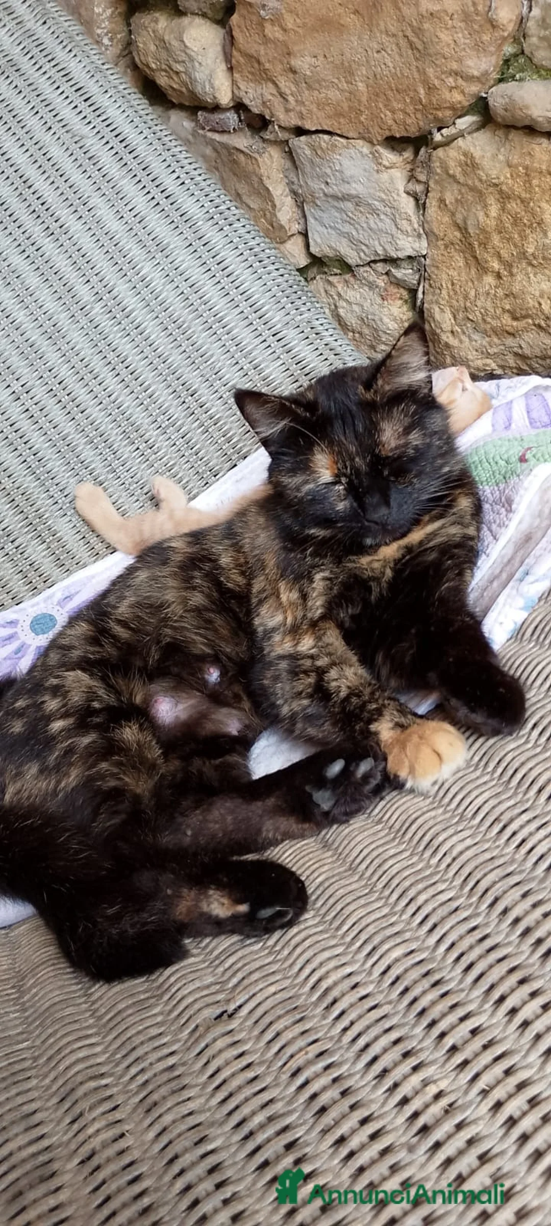 Altre razze gatti in regalo: Gattina tigrata dolcissima - Annuncio 2