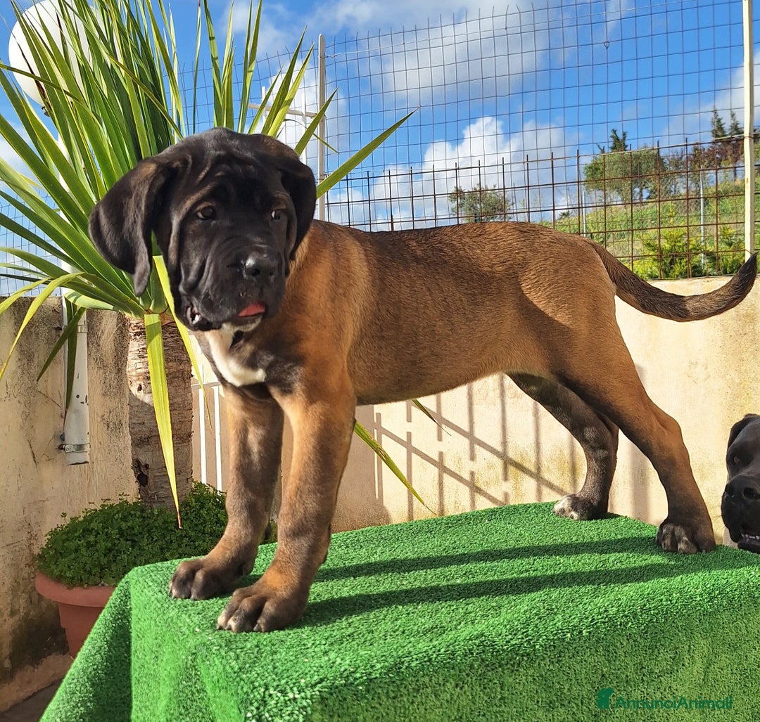 Cane Corso cani in vendita: Cucciole Cane Corso Pedigree - Annuncio 26