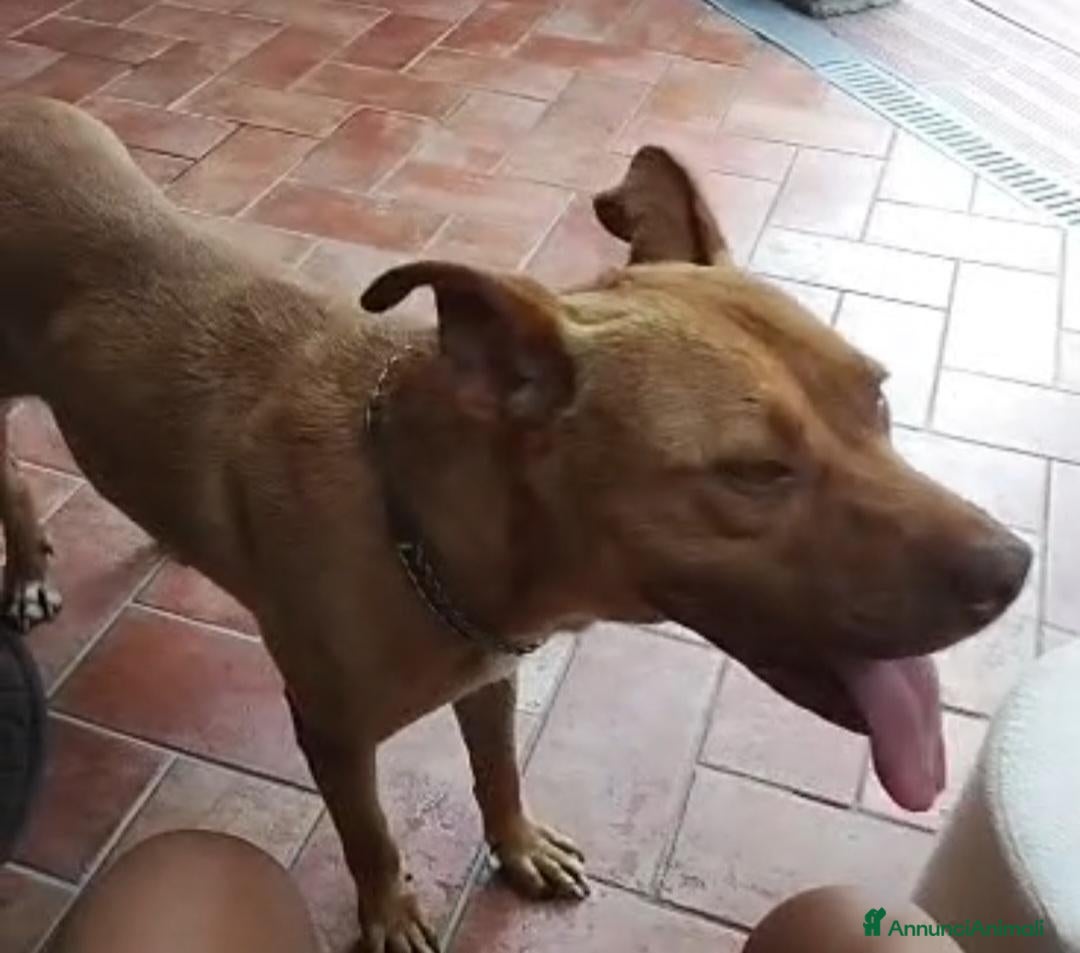 Pitbull cani Pitbull Red N.femmina 2anniSUPER URGENTE!LUINO VA - Annuncio 6