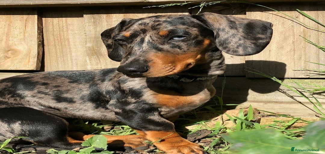 Immagine della galleria {{count}}