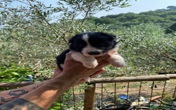 Border Collie cani in vendita: Border collie  a Provincia di Pisa - Immagine 1
