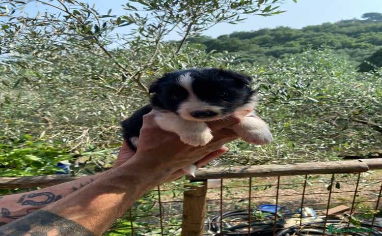 Border Collie cani a Provincia di Pisa - Annuncio 7