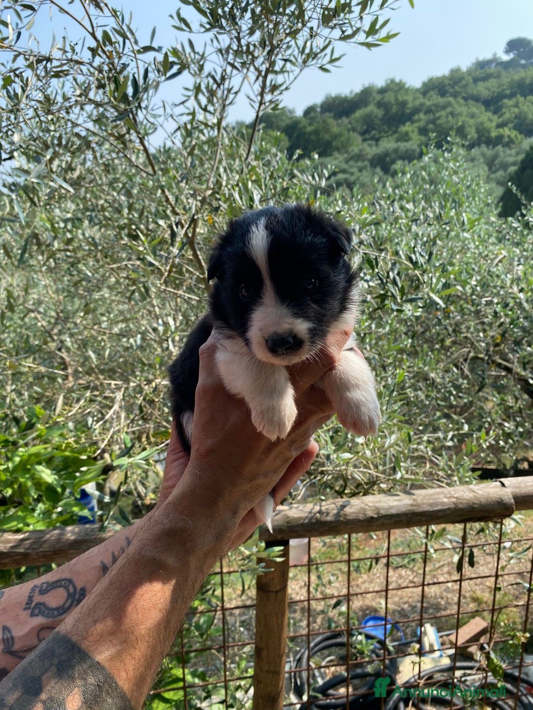 Border Collie cani in vendita: Border collie  a Provincia di Pisa - Immagine 1