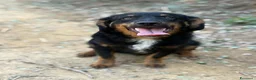 Meticcio cani in regalo: ZAYN, il cucciolo più affettuoso della terra! - Annuncio 3