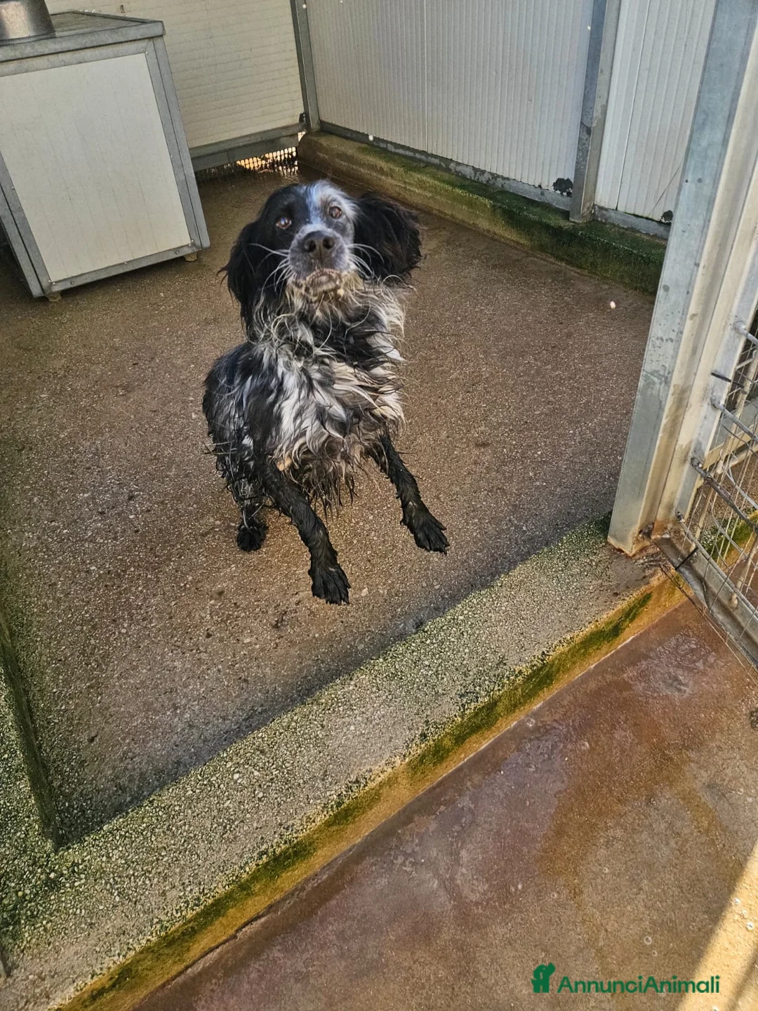 Setter Inglese cani in regalo: Raya: giovane setterina socievole affettuosa  - Annuncio 7