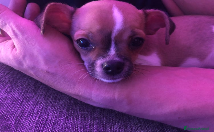 Chihuahua cani a Provincia di Bergamo - Annuncio 1
