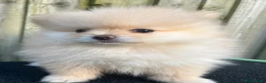 Volpino Pomerania 1