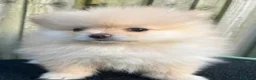 Volpino Pomerania cani in vendita: Adorabili cuccioli di Pomerania - Annuncio 2