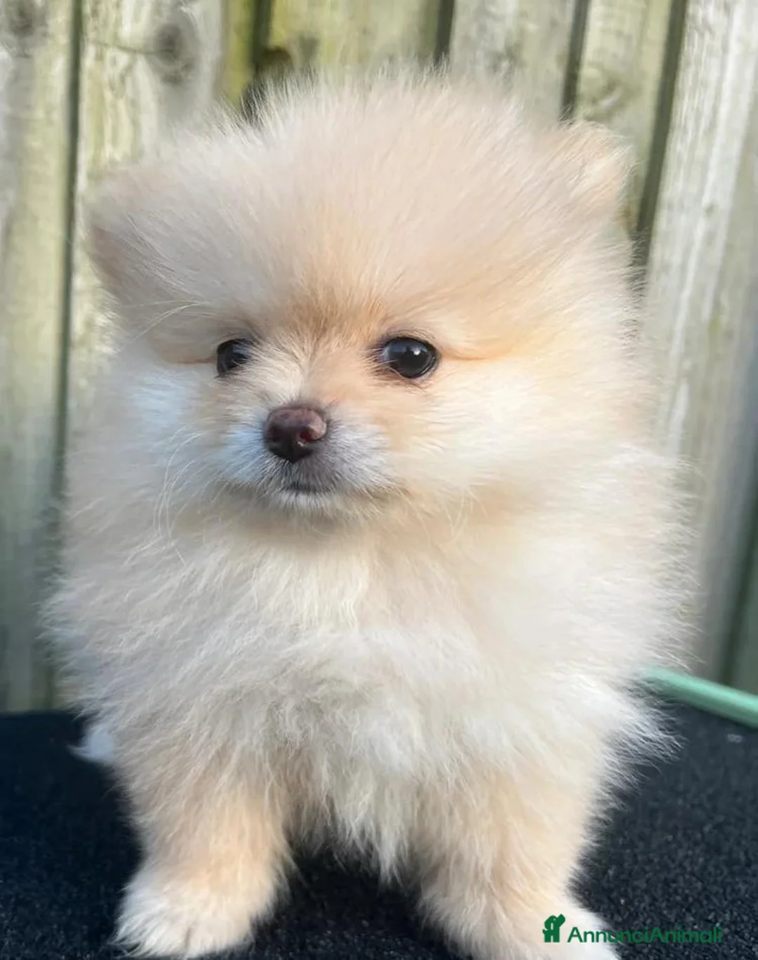 Volpino Pomerania cani in vendita: Adorabili cuccioli di Pomerania - Annuncio 2