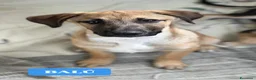 Meticcio cani in regalo: MERAVIGLIE CERCANO CASA - Annuncio 2