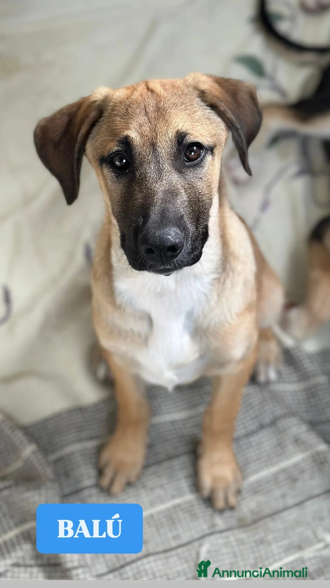 Meticcio cani in regalo: MERAVIGLIE CERCANO CASA - Annuncio 2