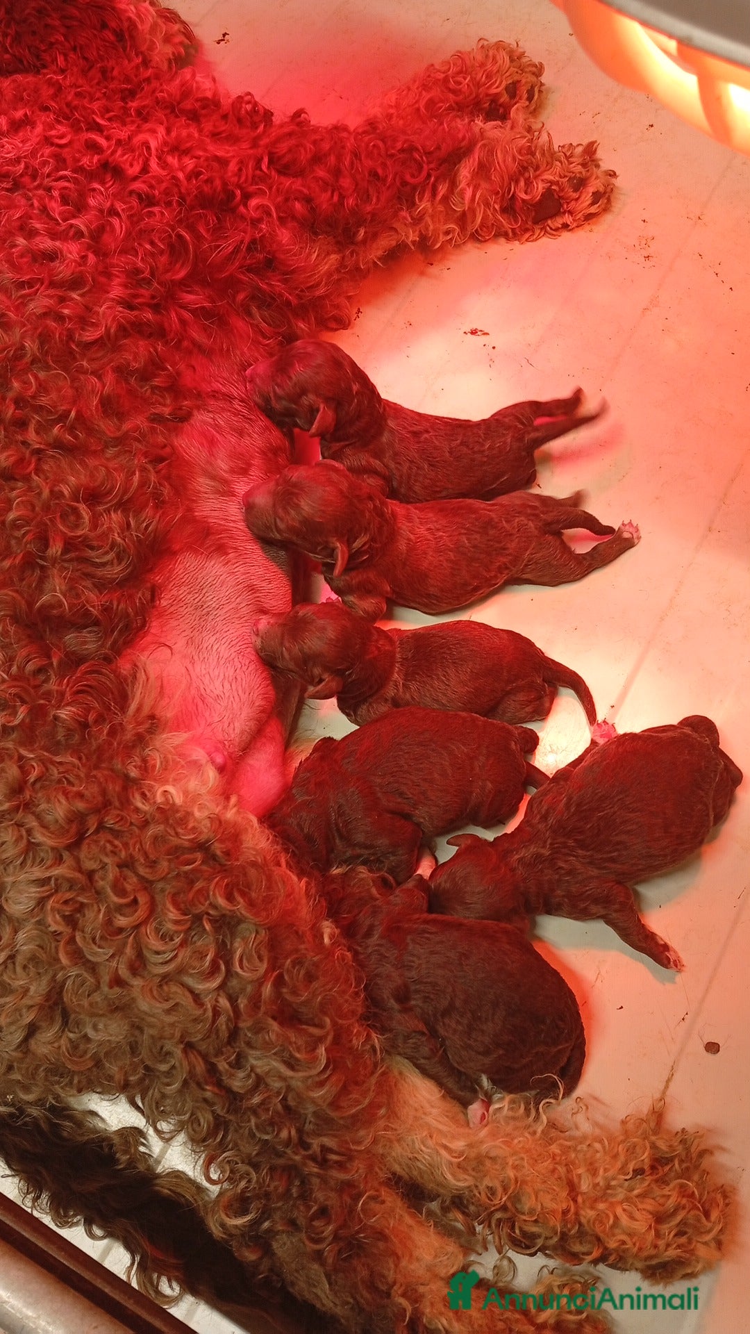 Lagotto cani Cuccioli di Lagotto con pedigree - Annuncio 1