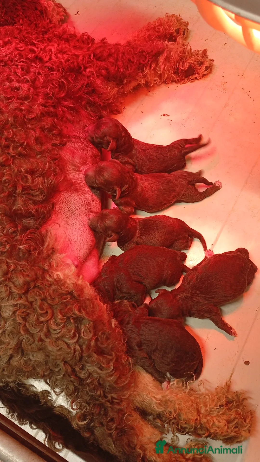 Lagotto cani in vendita: Cuccioli di Lagotto con pedigree - Annuncio 1