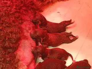 Lagotto cani Cuccioli di Lagotto con pedigree - Annuncio 2