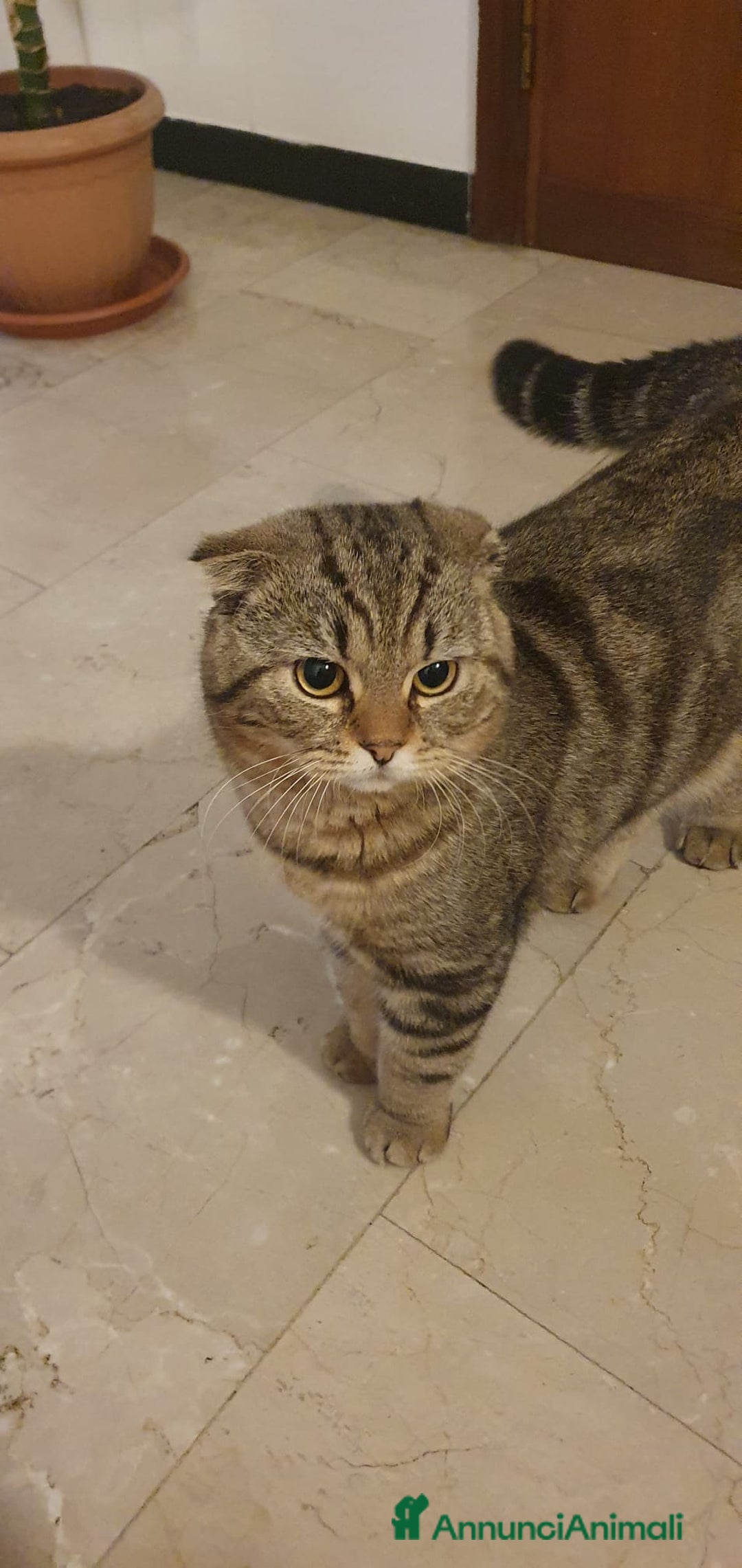 British gatti per accoppiamento: Gatto per accoppiamento  - Annuncio 3