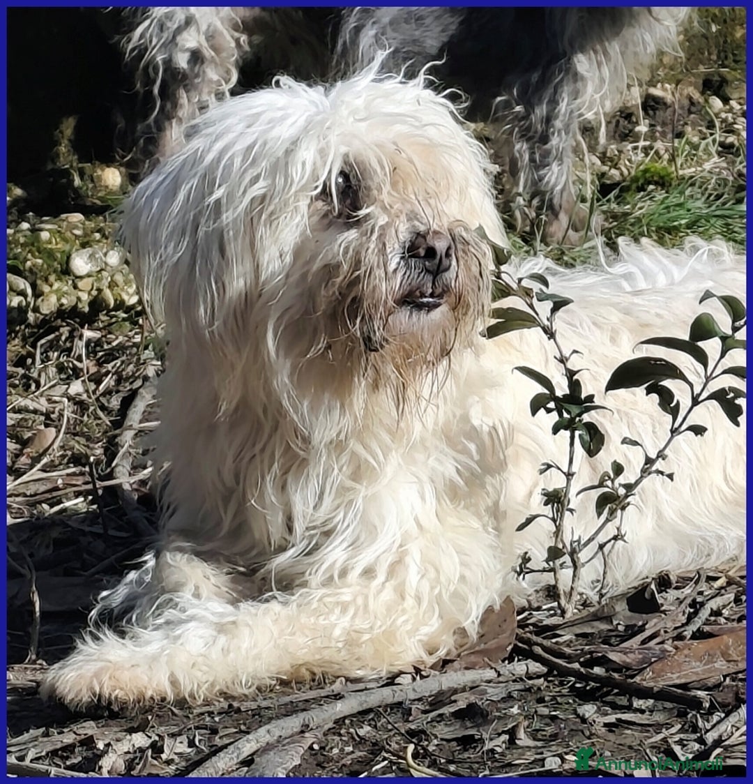 Meticcio cani in regalo: DELORIS VAN CARTIER, UN BATUFFOLO DI PELO  - Annuncio 10