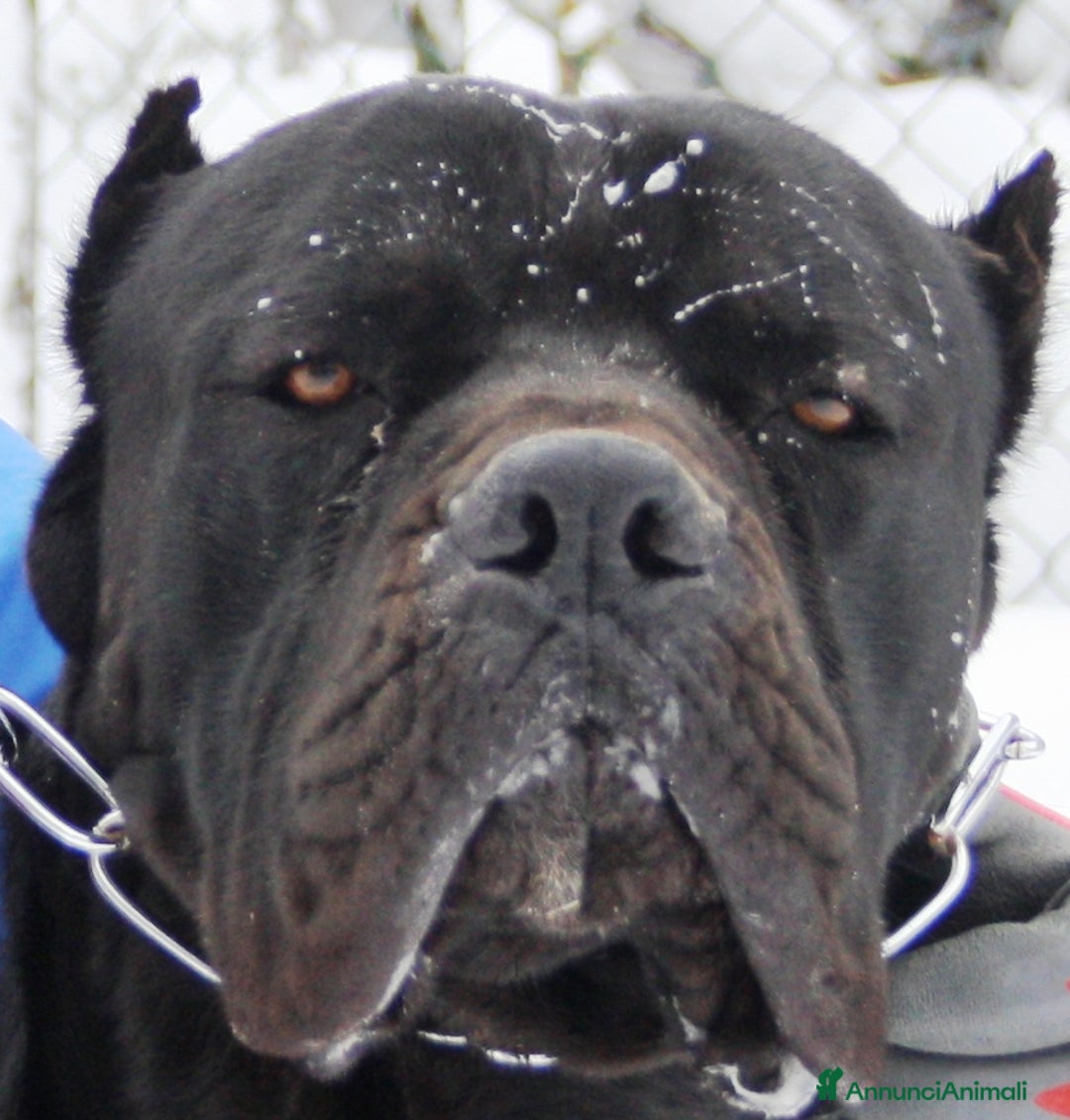 Immagine della galleria {{count}}