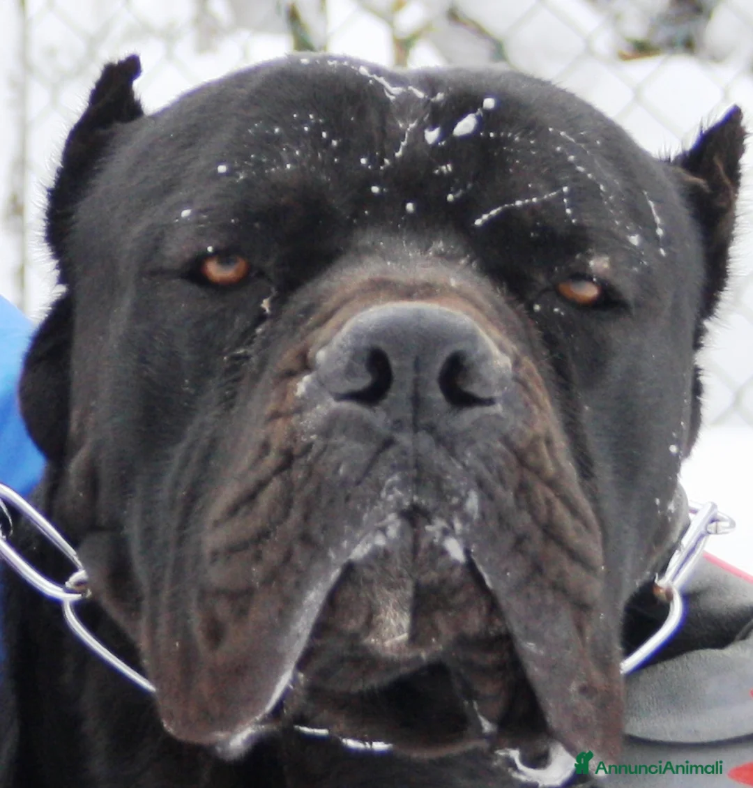 Immagine della galleria {{count}}