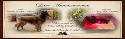Pastore Belga cani in vendita: Pastore Belga Tervueren - Annuncio 2