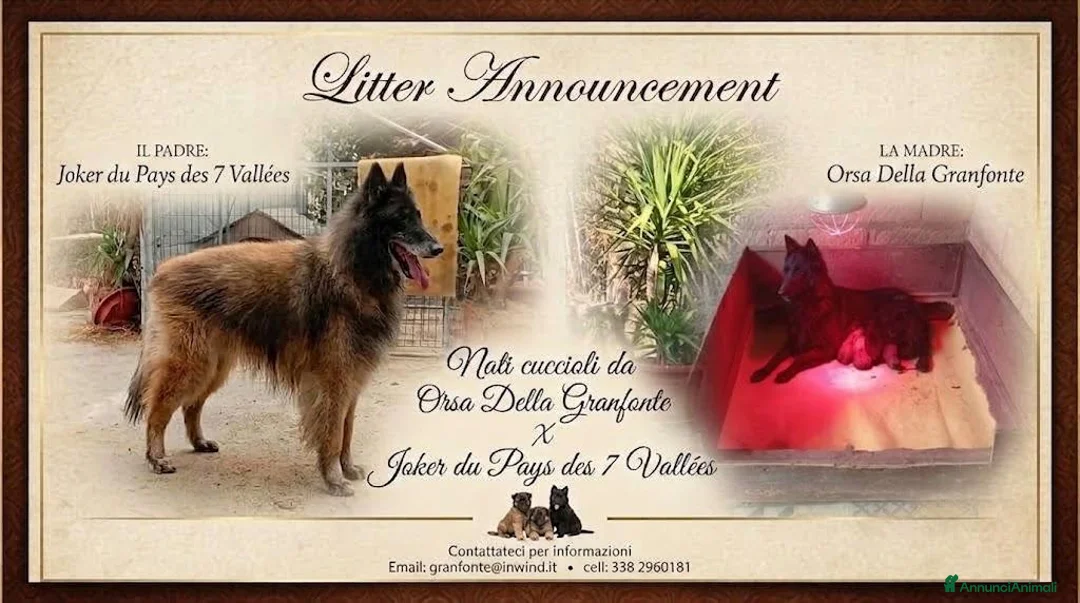 Pastore Belga cani in vendita: Pastore Belga Tervueren - Annuncio 2