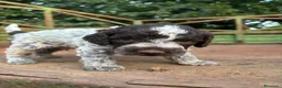 Lagotto cani in vendita: Cuccioli di lagotto  a Provincia di Viterbo - Annuncio 7