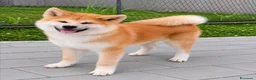 Akita Inu cani in vendita: Cuccioli Akita Inu – disponibili ancora 3 cuccioli - Annuncio 16