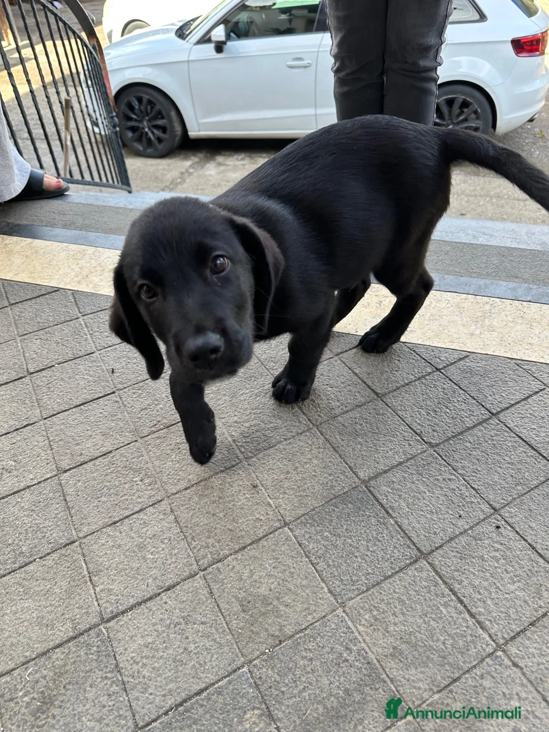 Labrador cani in vendita: Ultimi Cuccioli Labrador retriver disponibili🐾 - Annuncio 2
