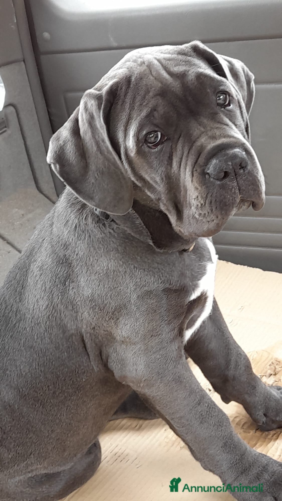 Cane Corso cani Cuccioli di cane corso  - Annuncio 4